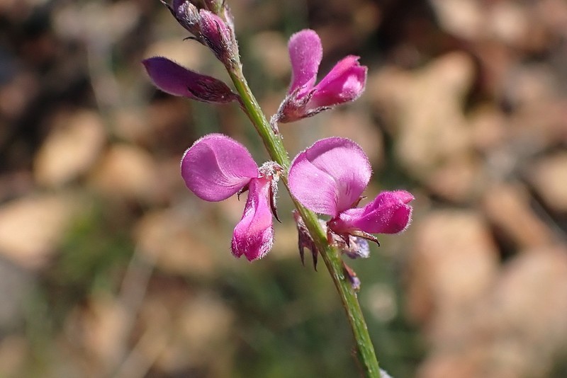 Indigofera declinata photo 3