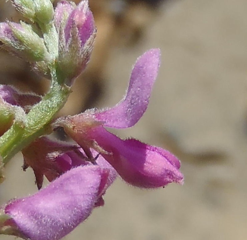 Indigofera declinata photo 4