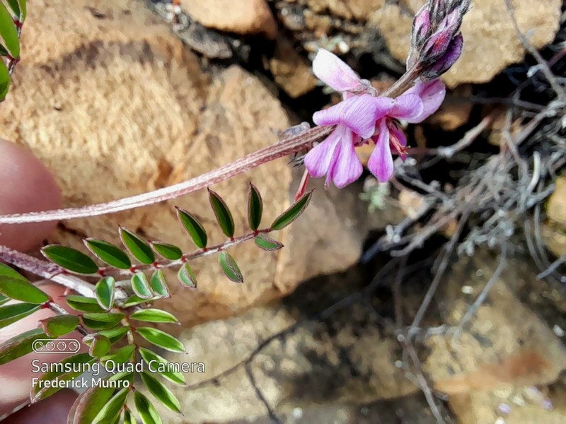 Indigofera declinata photo 5