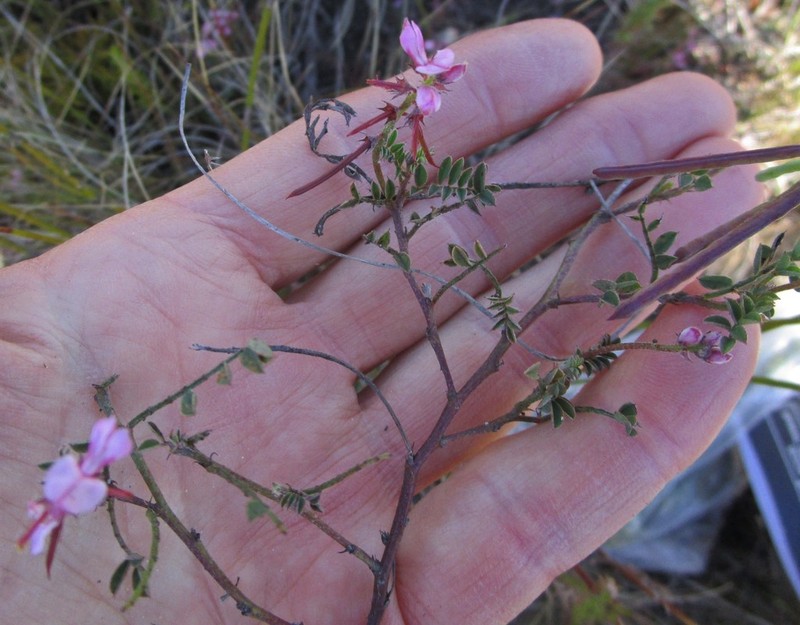 Indigofera declinata photo 6