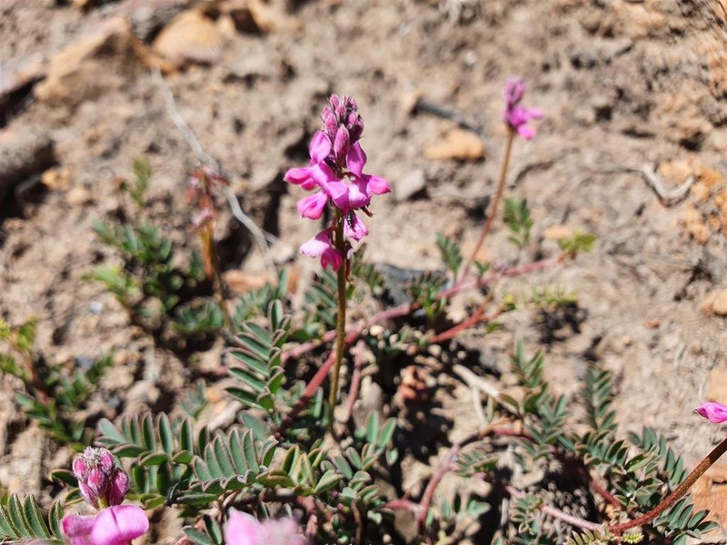 Indigofera declinata photo 7