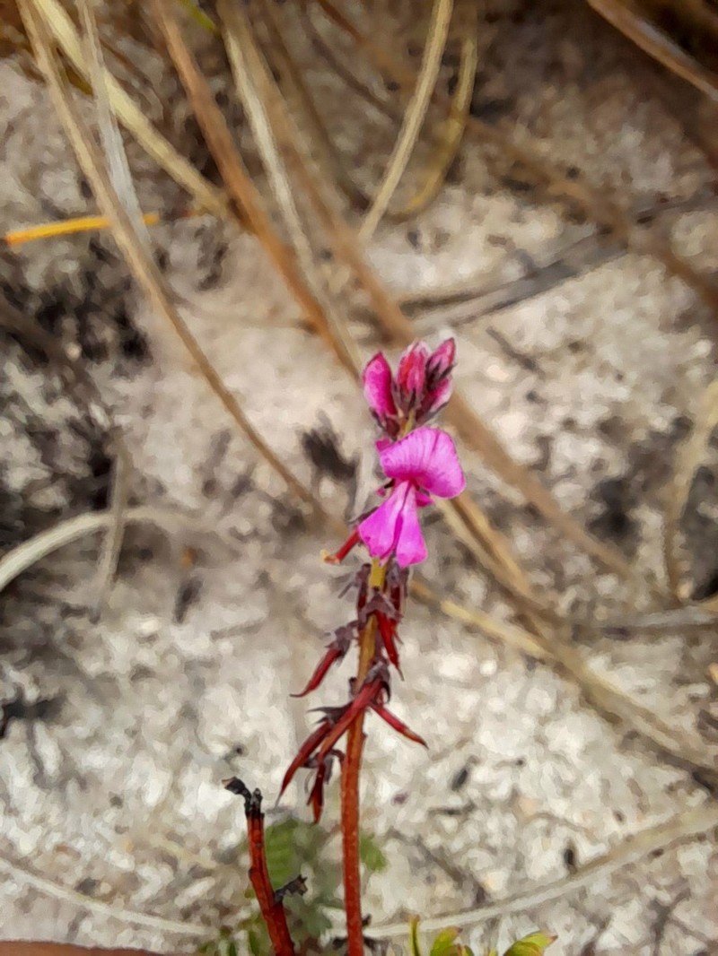 Indigofera declinata photo 8