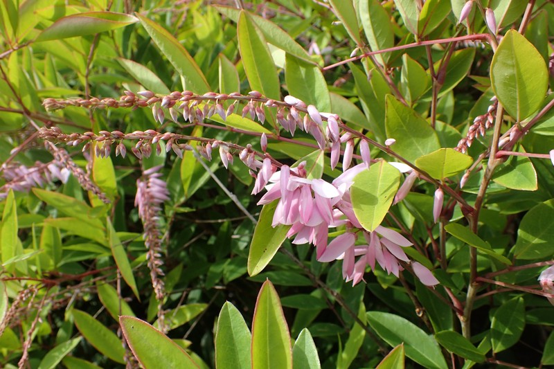 Chinese Indigo photo 3