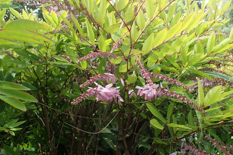 Chinese Indigo photo 4