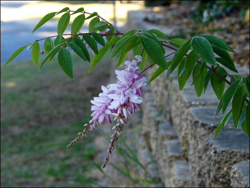 Chinese Indigo