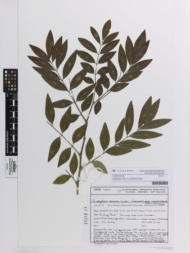 Chinese Indigo photo 7