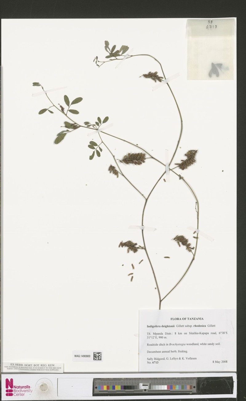 Indigofera deightonii photo 2