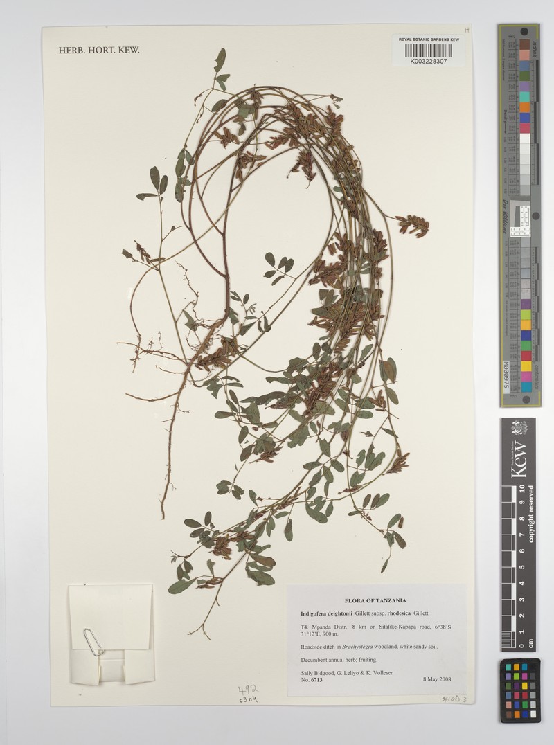 Indigofera deightonii photo 3