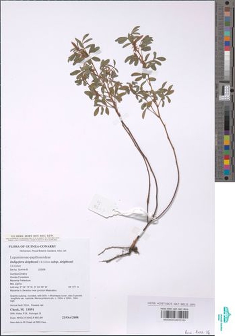 Indigofera deightonii photo 4