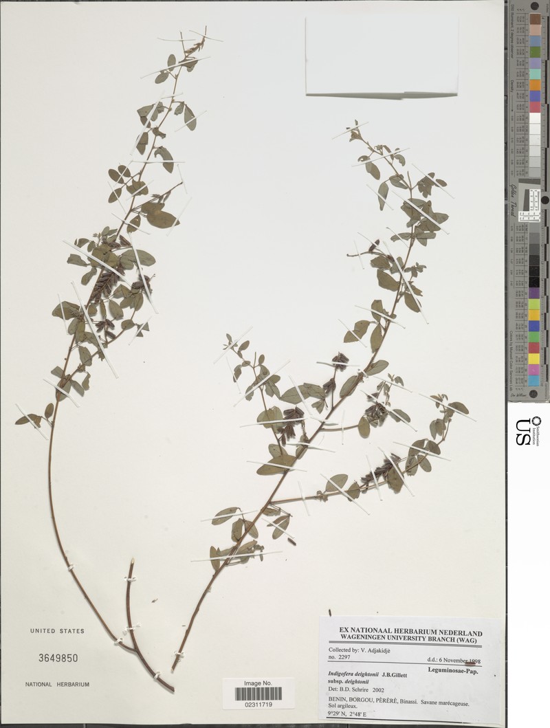Indigofera deightonii