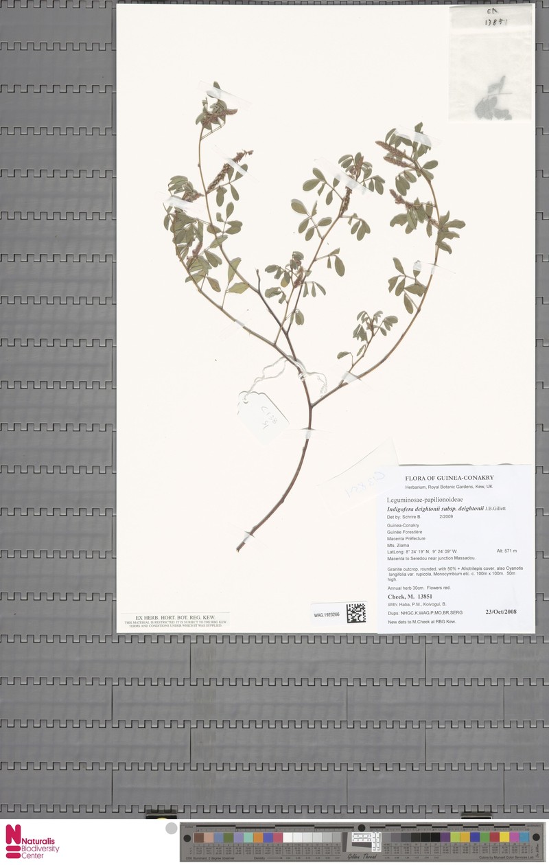 Indigofera deightonii subsp. deightonii photo 2