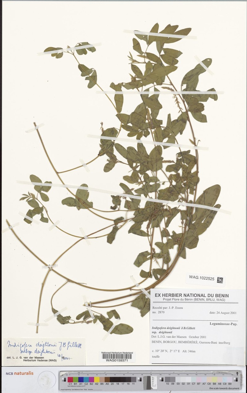 Indigofera deightonii subsp. deightonii photo 3