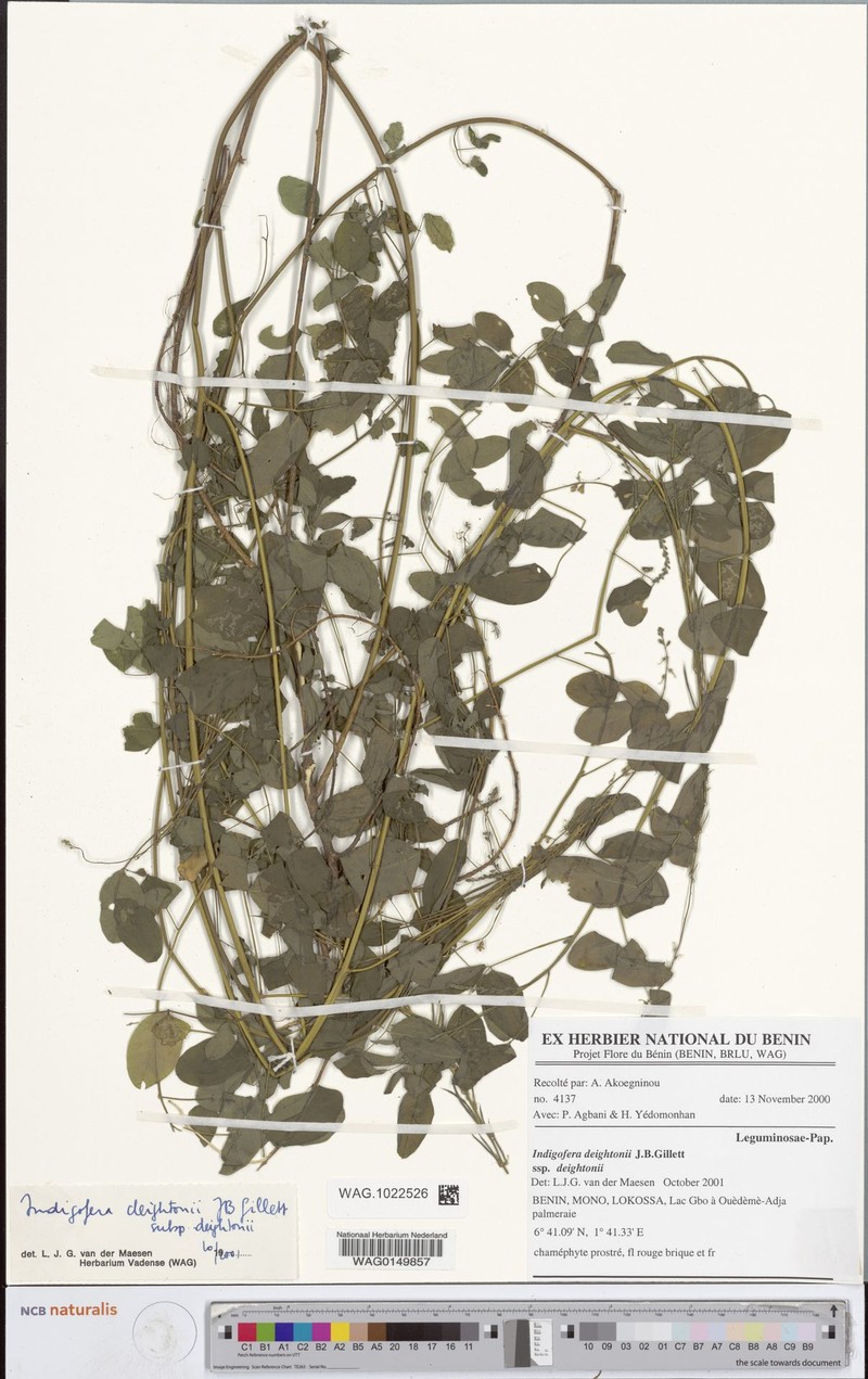 Indigofera deightonii subsp. deightonii photo 4