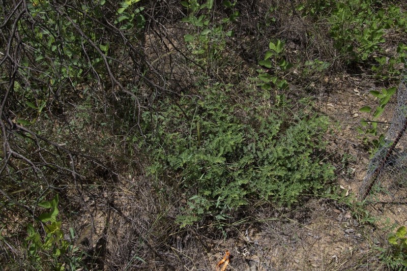 Indigofera delagoaensis