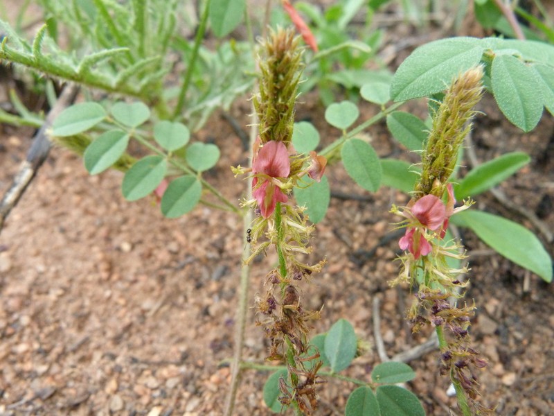 Indigofera delagoaensis photo 2