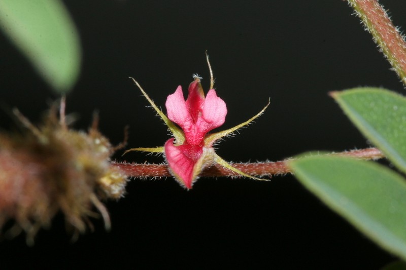 Indigofera delagoaensis photo 3
