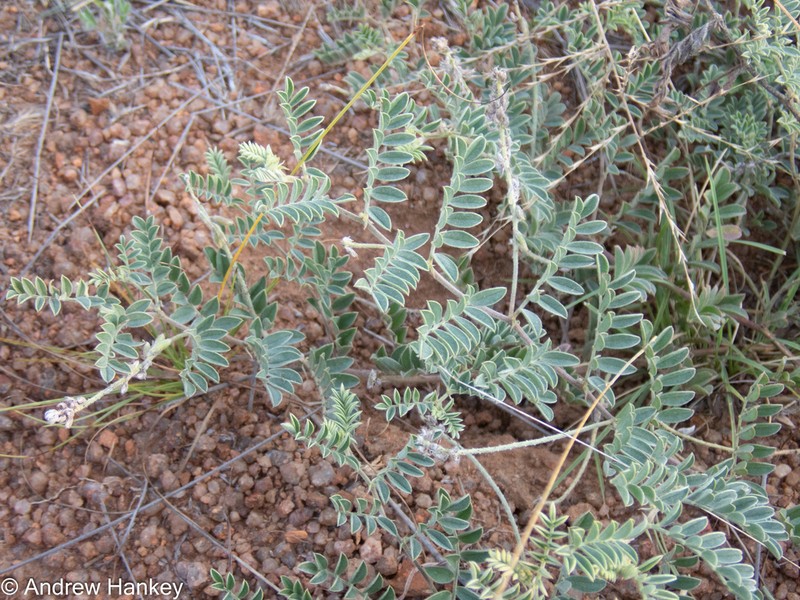 Indigofera delagoaensis photo 4