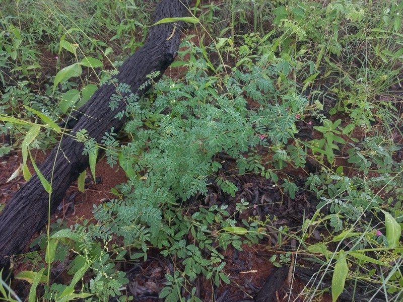 Indigofera delagoaensis photo 5