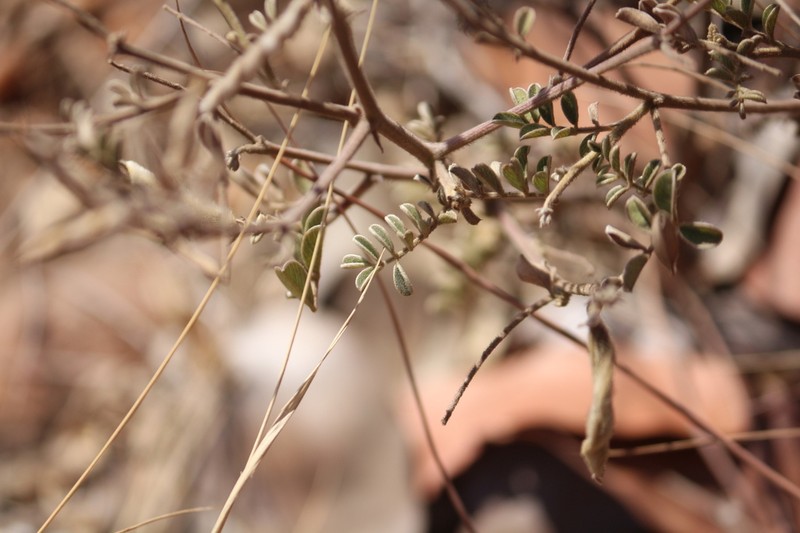 Indigofera delagoaensis photo 6