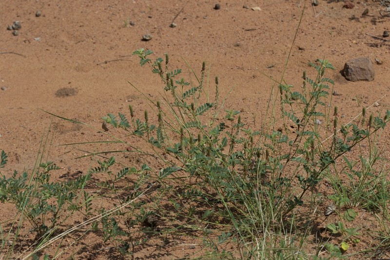 Indigofera delagoaensis photo 7