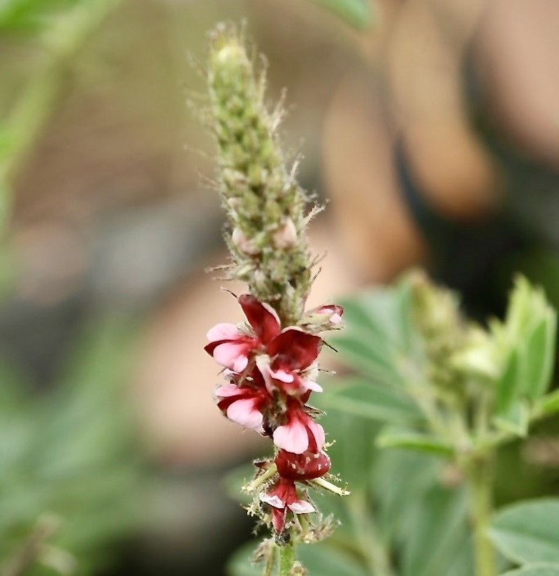 Indigofera delagoaensis photo 8