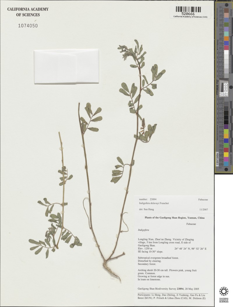 Indigofera delavayi