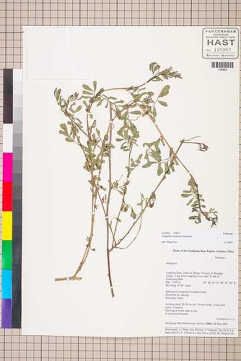 Indigofera delavayi photo 2