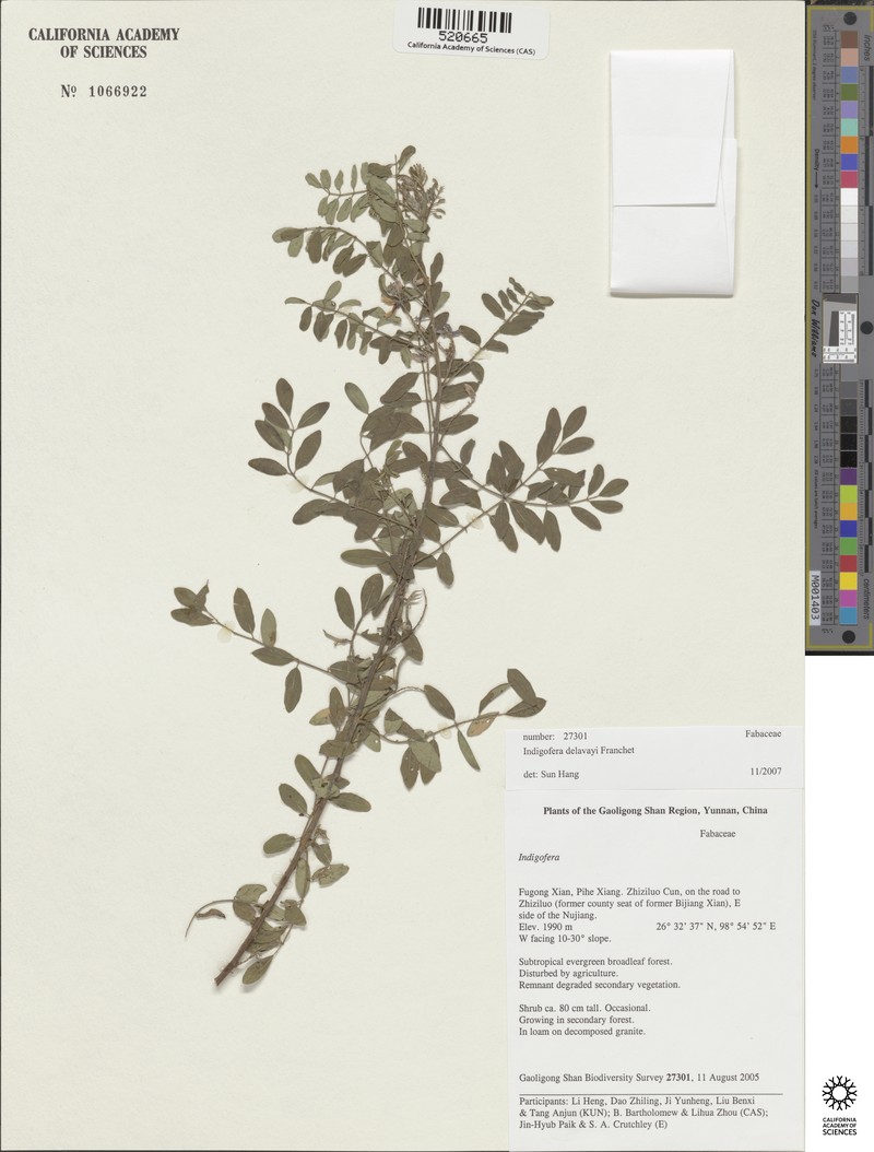 Indigofera delavayi photo 3