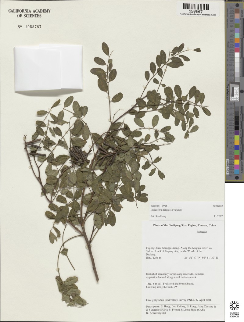 Indigofera delavayi photo 4