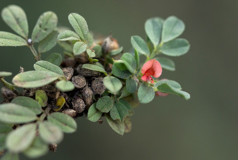 Indigofera demissa photo 2