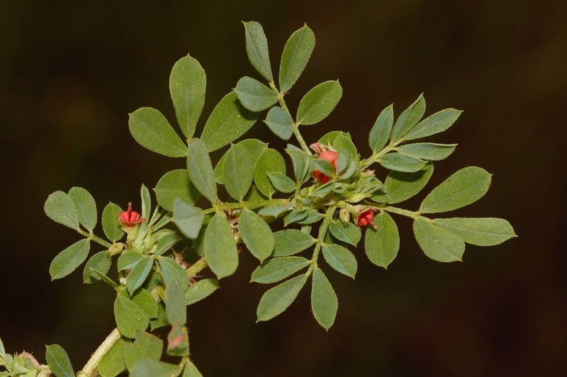 Indigofera demissa photo 3
