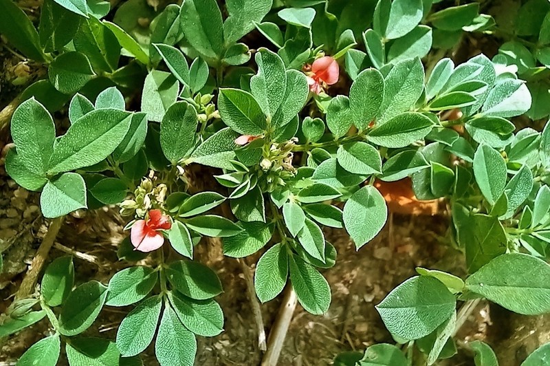 Indigofera demissa photo 4