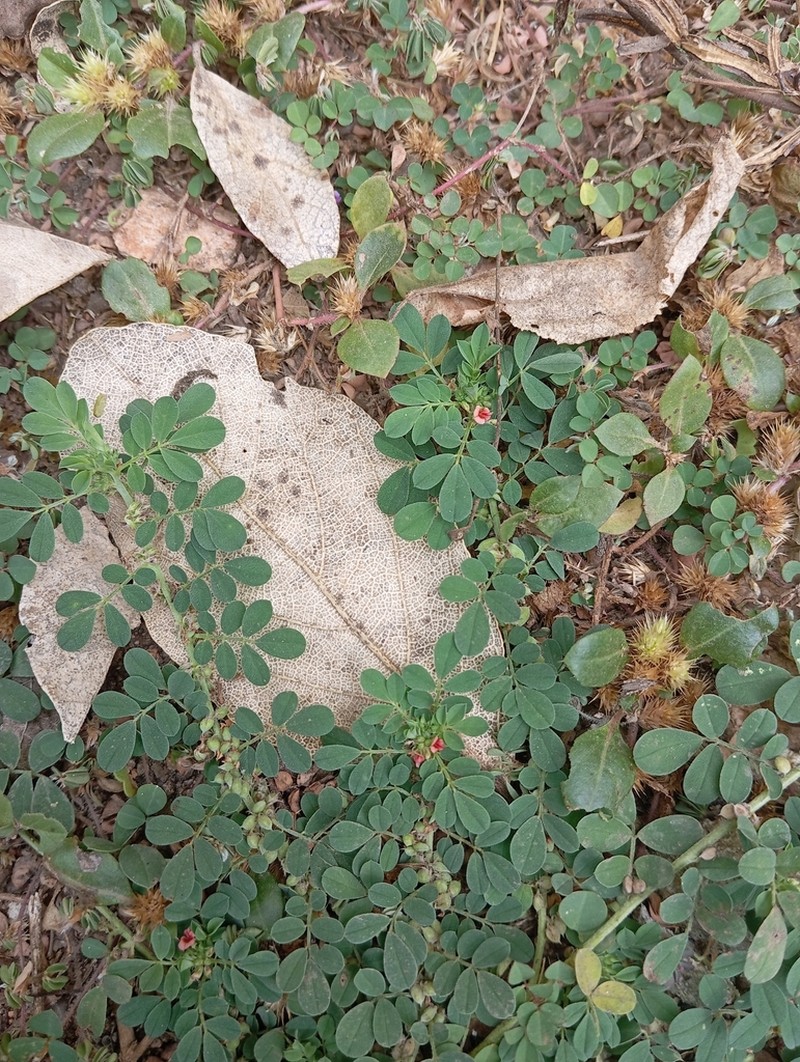 Indigofera demissa photo 6