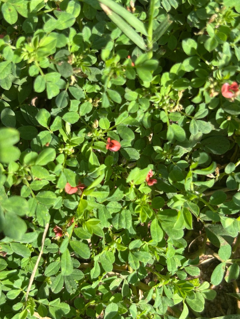 Indigofera demissa photo 7