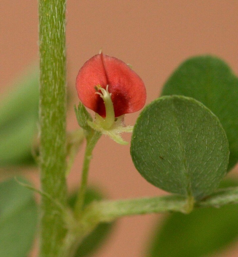 Indigofera demissa photo 8
