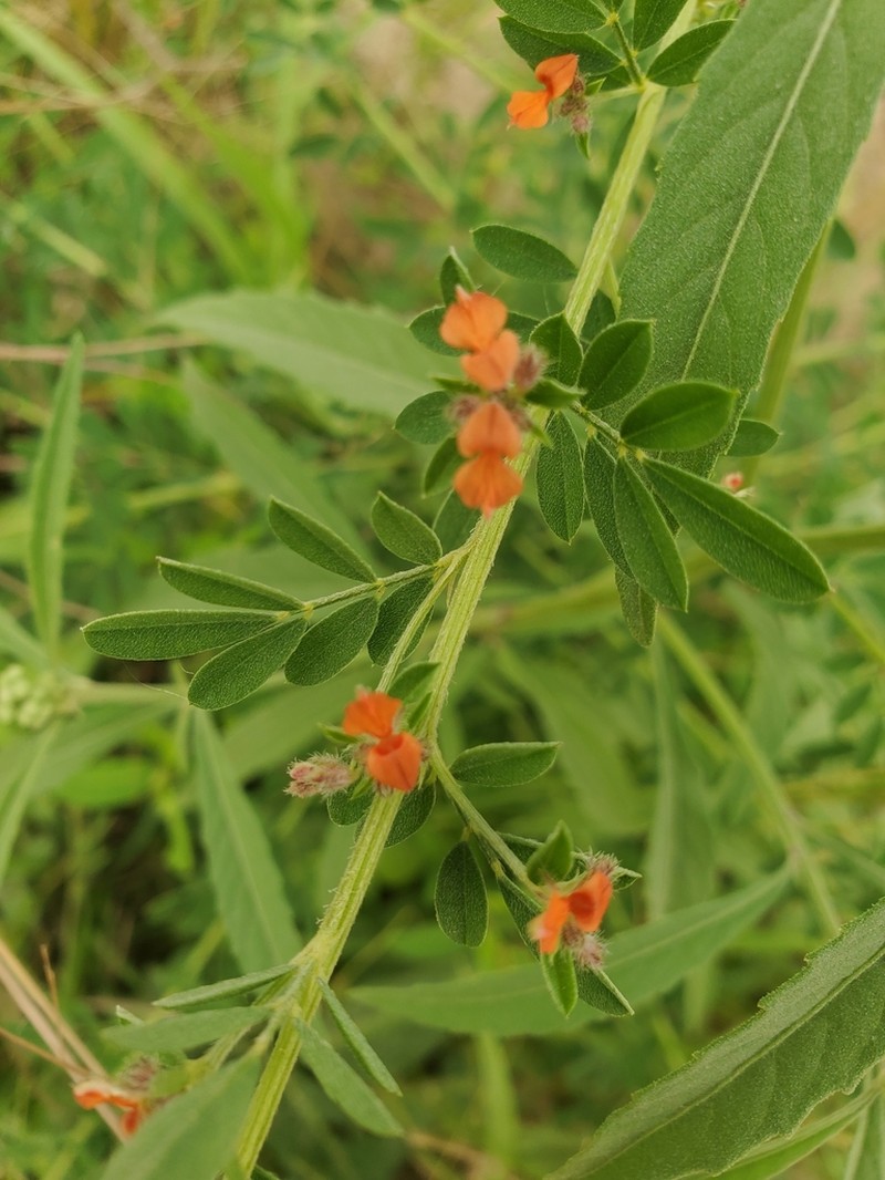 Indigofera dendroides