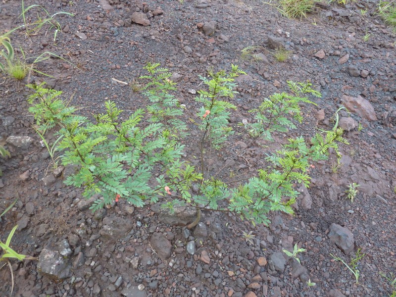 Indigofera dendroides photo 2