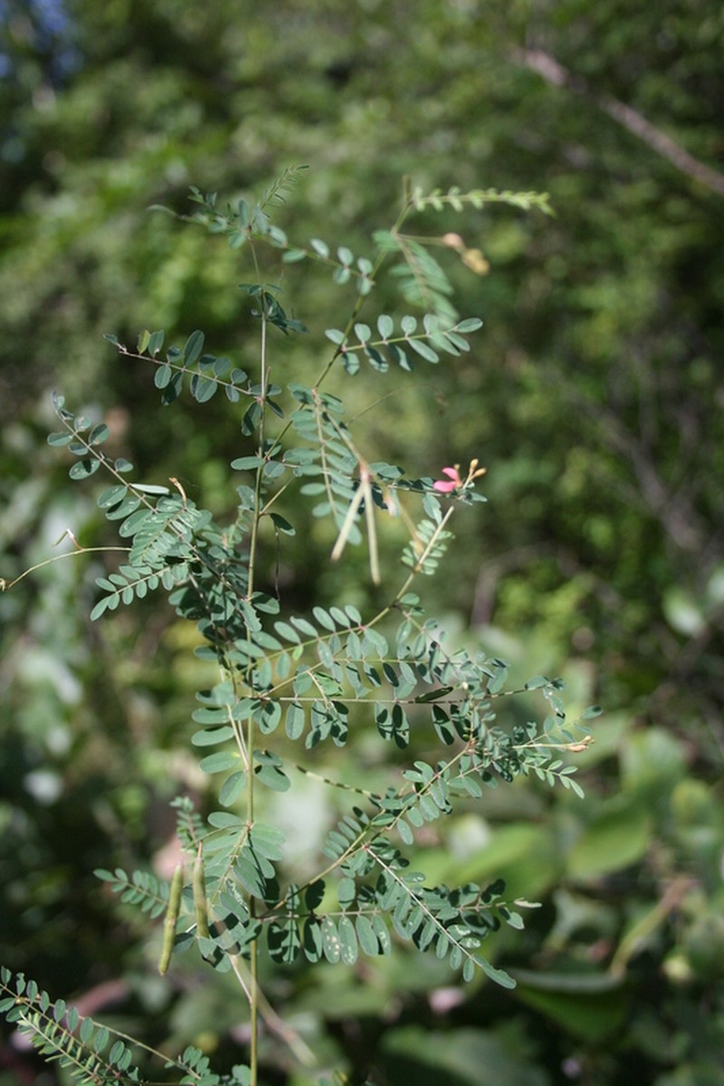 Indigofera dendroides photo 3