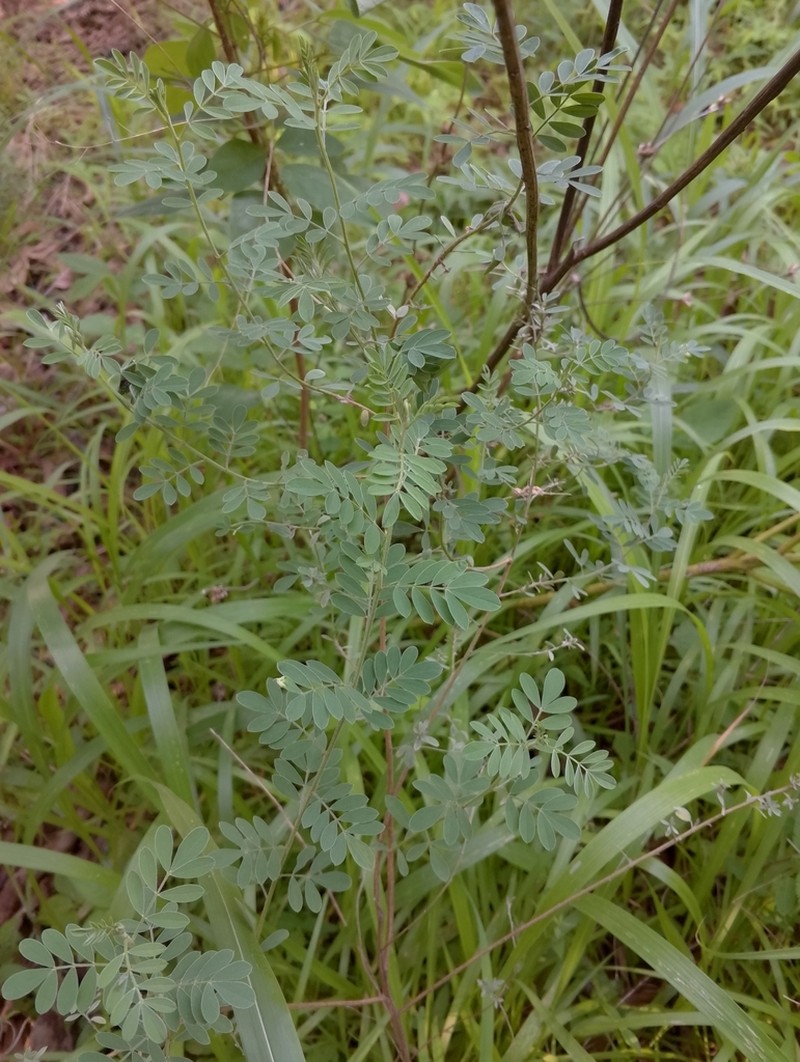 Indigofera dendroides photo 4