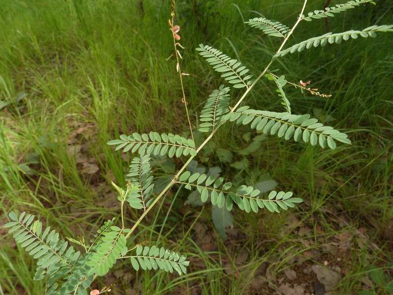 Indigofera dendroides photo 5