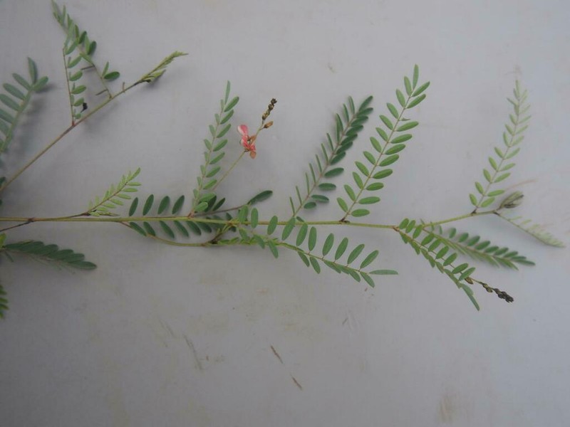Indigofera dendroides photo 6