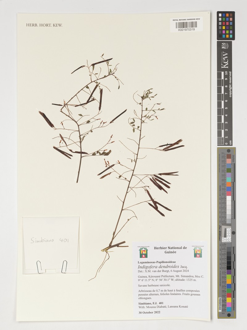 Indigofera dendroides photo 7