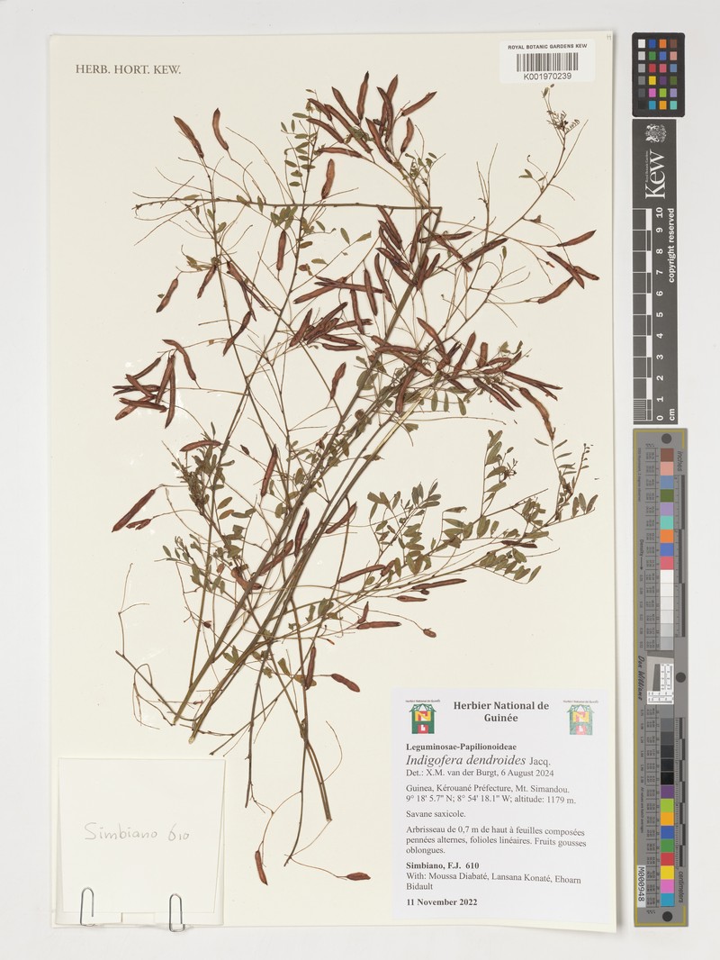 Indigofera dendroides photo 8