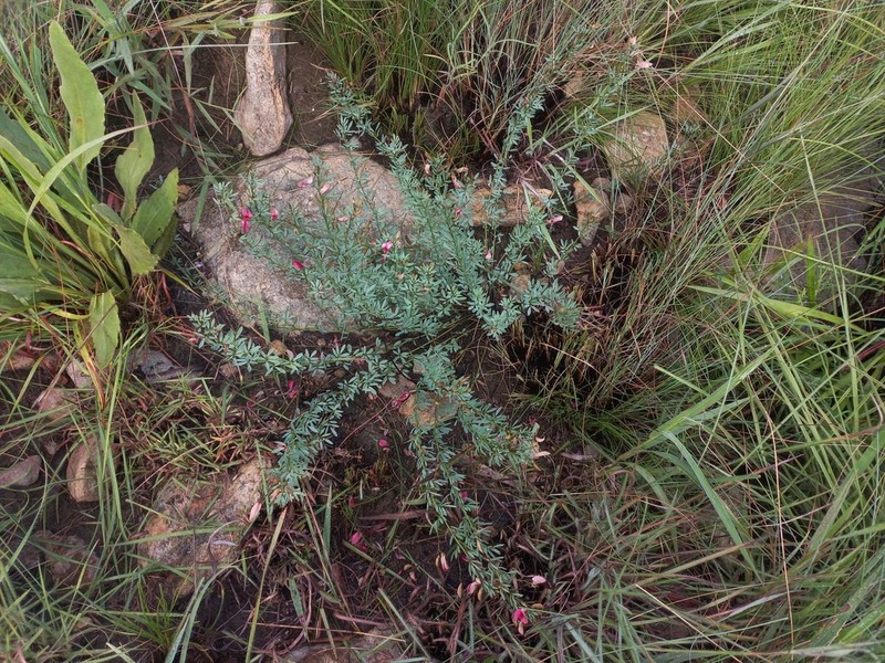 Indigofera densa