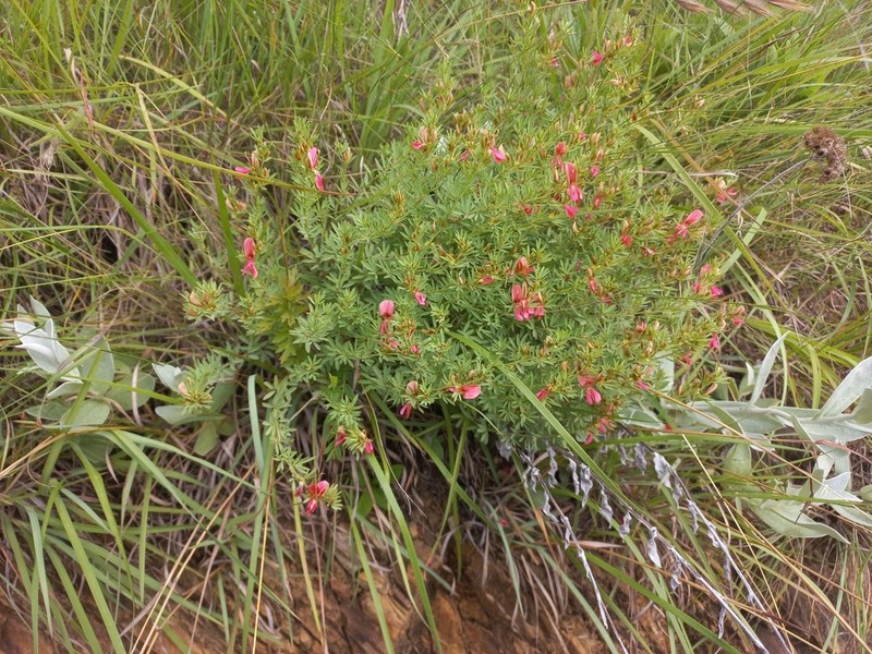 Indigofera densa photo 2