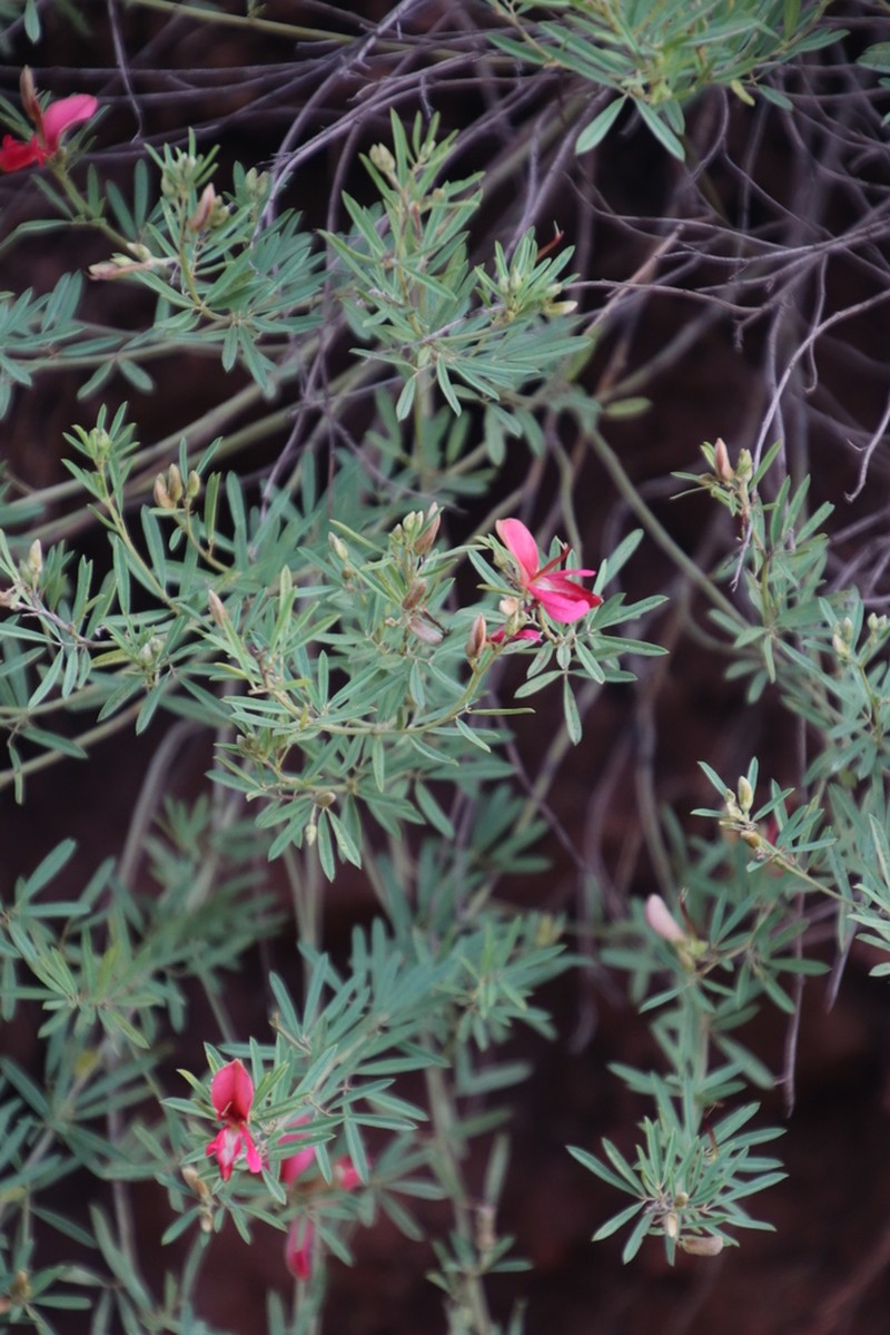 Indigofera densa photo 3