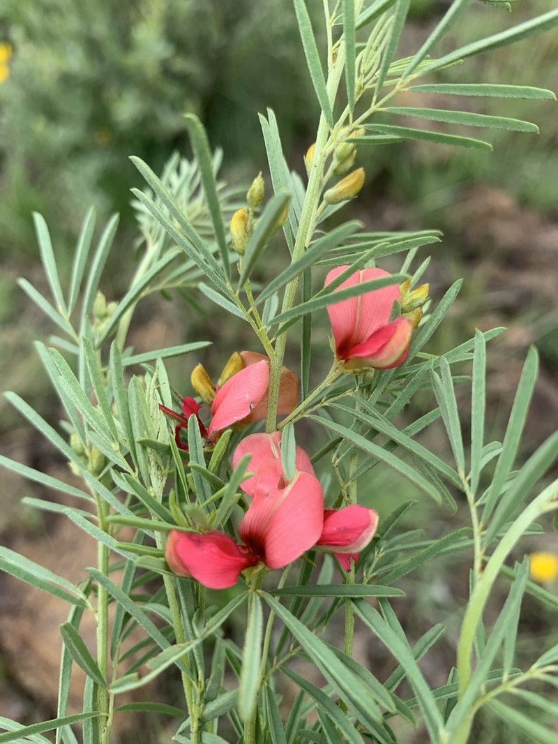 Indigofera densa photo 4