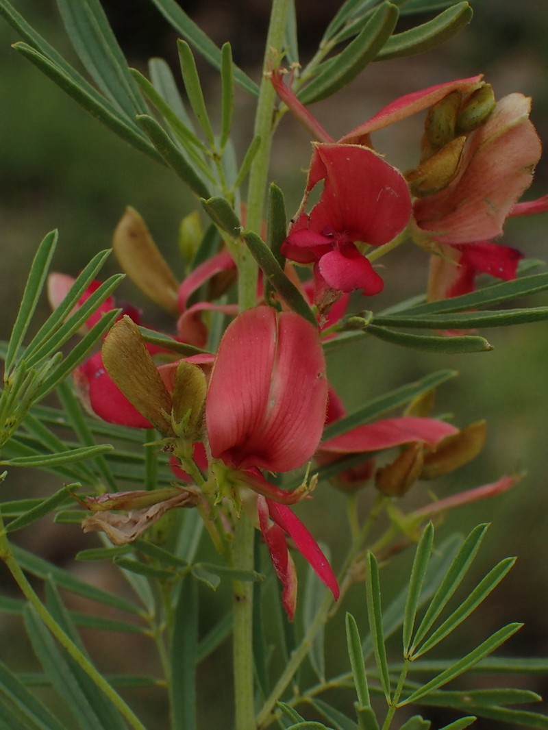 Indigofera densa photo 5