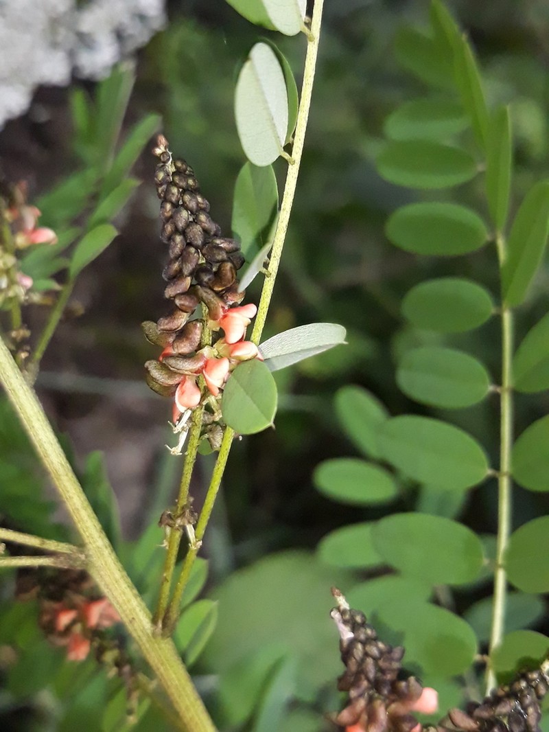 Indigofera densiflora photo 4