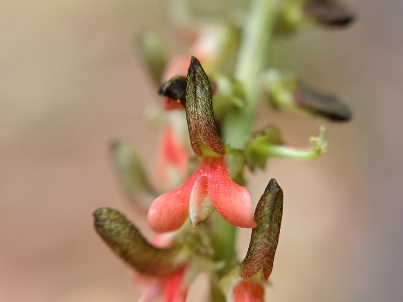 Indigofera densiflora photo 5